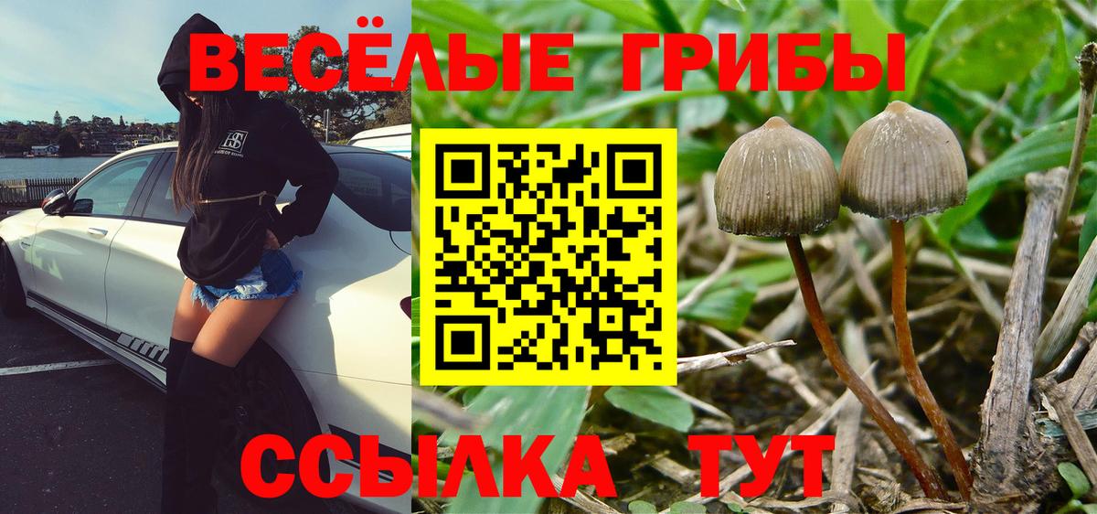 дарнет шоп  Вход с VPN  Гатчина  Галлюциногенные грибы мухоморы 